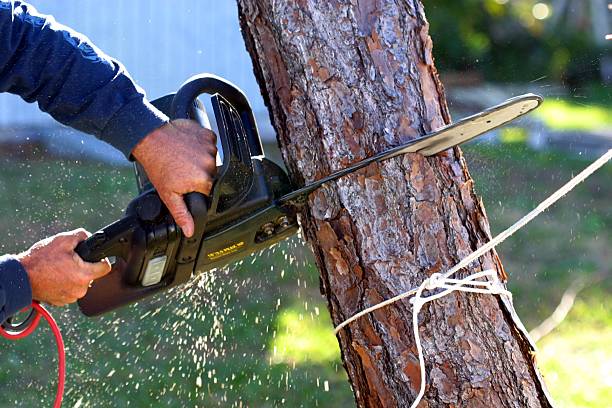  Steamboat Springs, CO Tree Care Pros