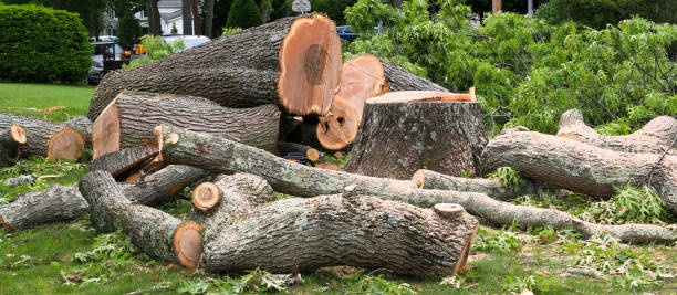 Trusted Steamboat Springs, CO Tree Care Experts